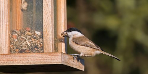An Avian Feast: 3 Bird Feeders You Can Build For Your Backyard