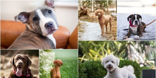 6 of the best dog breeds for children