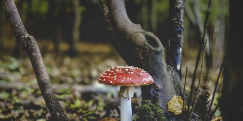 An Apocalypse of Toxic Fungi Could Threaten Millions of Lives Within 15 Years