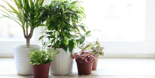 5 of the best-smelling houseplants to make your home smell amazing