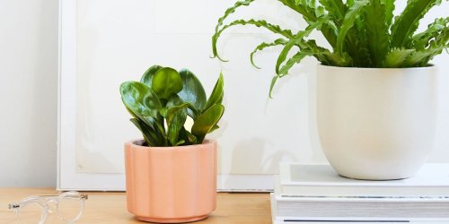 12 Houseplants That Thrive in Low-Light Conditions