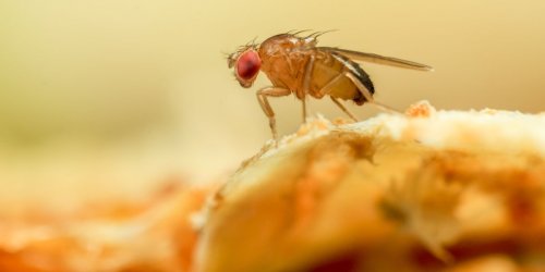 How to Get Rid of Fruit Flies in Your House for Good, According to Experts