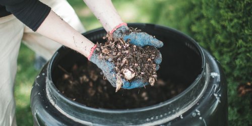 Half of gardeners unaware of what’s in their shop-bought compost – did you realise?