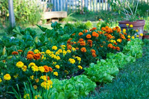 6 sacrificial plants to naturally deter pests from your garden
