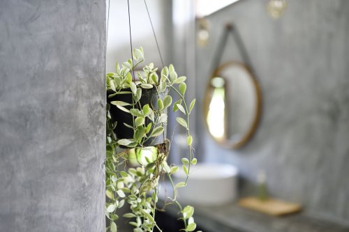 Bathroom plants: 10 humidity-loving houseplants that will thrive in your bathroom