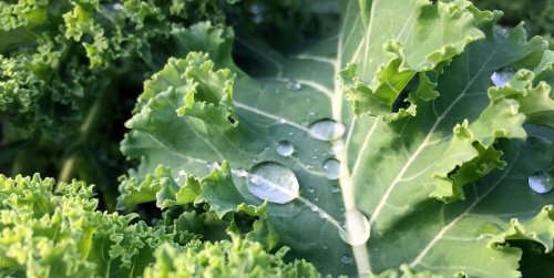 People Are Getting Seriously Sick From Eating Kale
