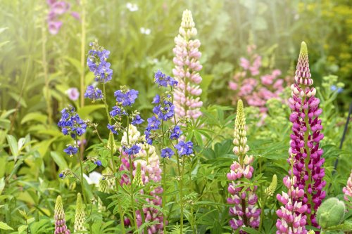 How to have year-round colour in your garden