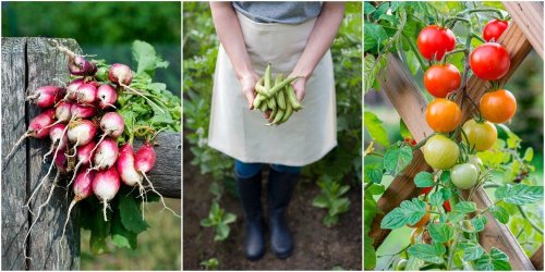 7 fruit and veg that are almost impossible to kill in an allotment