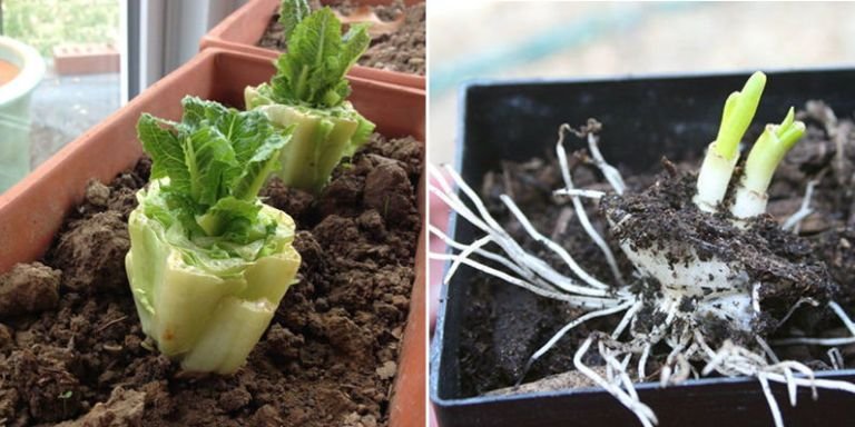 14 Vegetables You Didn't Know You Could Eat and Grow Again