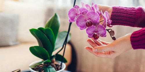 How to Care for an Orchid So It Thrives for Years