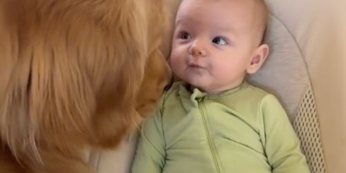 Alex Drummond Shared the Cutest Video of Her Dog and Baby Playing 'Fetch'