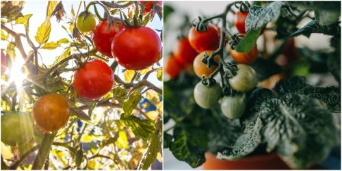 How to grow tomatoes at home amid UK shortage