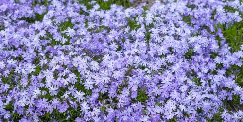 28 Best Ground Cover Plants That Require Little Maintenance | Flipboard