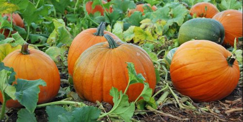 A Step-by-Step Guide on Growing Your Own Pumpkins