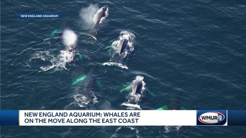 North Atlantic whales on the move in Maine