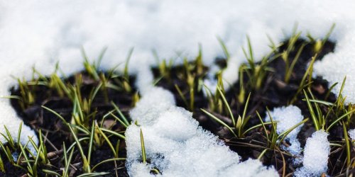 6 Steps To Prep Your Lawn for Spring