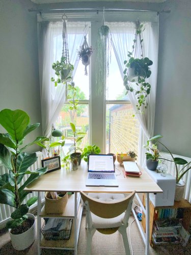 'I have 77 houseplants in my one-bedroom flat – but I'm now on a plant ban'