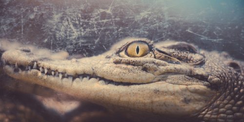 Scientists Opened Up a 3,000-Year-Old Crocodile. The Contents Left Them Awestruck.
