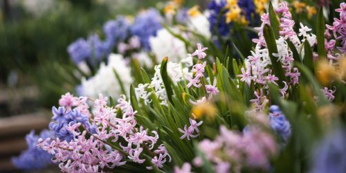 50 Flowers The Most Beautiful Gardens Have In Common