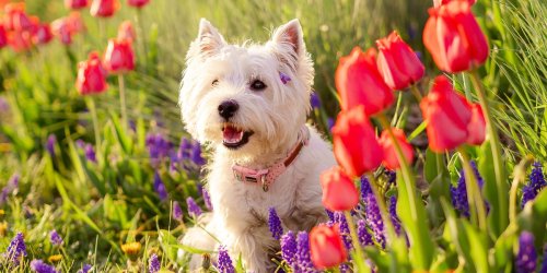 12 common Easter treats that are toxic to dogs