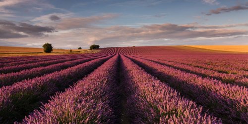 9 lavender fields to visit this summer in the UK