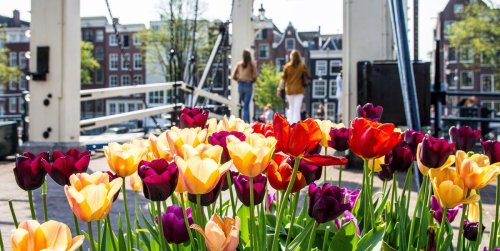 19 photos of Amsterdam's tulips that will make you want to take a mini-cruise next spring
