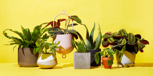 19 Best Places to Buy Healthy Plants Online in 2023