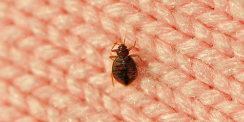 How to Get Rid of Bed Bugs for Good, According to Experts Who Study Them
