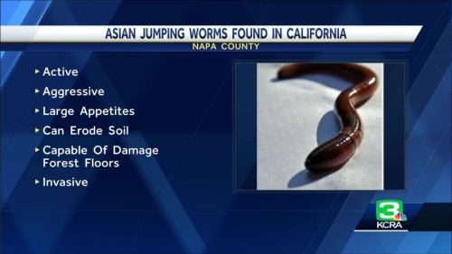 Invasive jumping worms have made their way into California, and scientists are worried