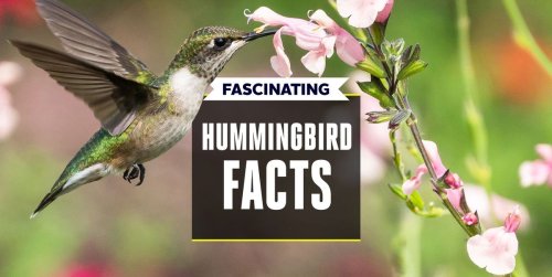 16 Ways Hummingbirds Continually Amaze Us