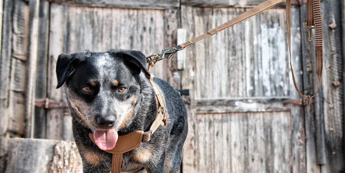 The Best Dog Leashes for Every Dog