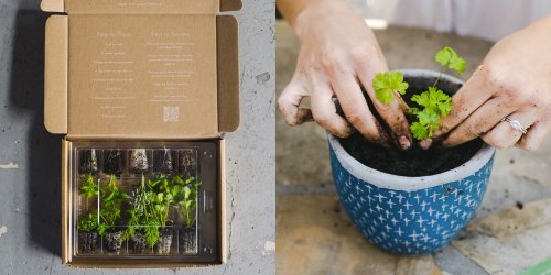 9 Best Gardening Subscription Boxes for Indoor and Outdoor Gardens