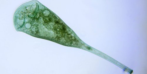 These Creatures Have One Cell and No Brain. Scientists Just Discovered They Can Learn.