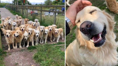 There's a golden retriever experience in the UK that lets you play with 30 dogs