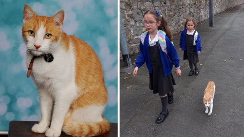Cat sneaks into school photos after roaming classrooms for years