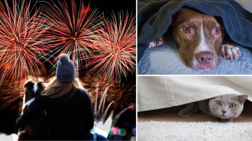Bonfire Night 2023: How to help keep your pets safe and calm from fireworks