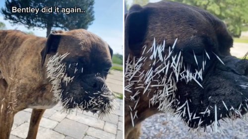 Dog suffers consequences after trying to make friends with porcupine