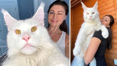 This Maine Coon cat is so big people often mistake him for a dog