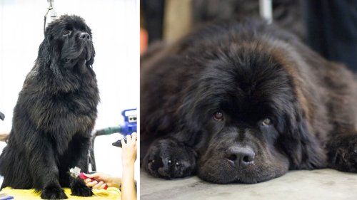 Woman collected wrong dog from the groomers and didn't realise for four months