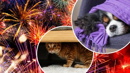 Bonfire Night 2023: Poll finds 72 per cent of people want fireworks banned for pets