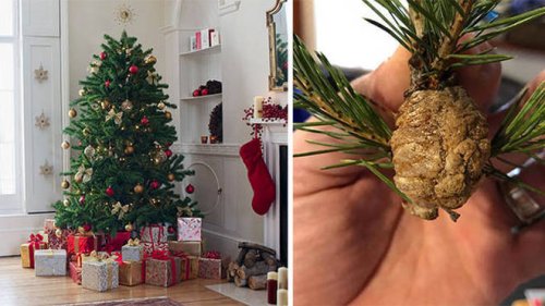 Public warned to throw away Christmas trees if they spot 'walnut-sized' lumps