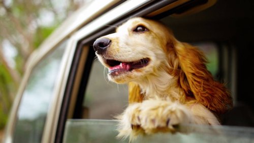 Dogs sticking their heads out the window should be banned, experts say