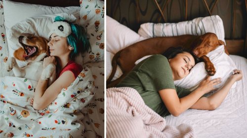 Women sleep better next to their dogs than their partners, study reveals