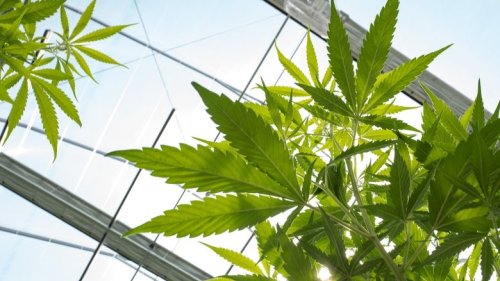 9 Best LED Grow Lights for Cannabis (2023)