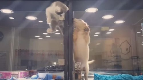 This kitty crawled out of its cage to make friends with a puppy, proving animals are the best