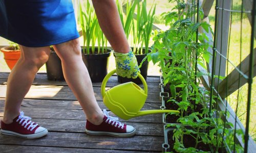 How to grow your own fruit and vegetables at home