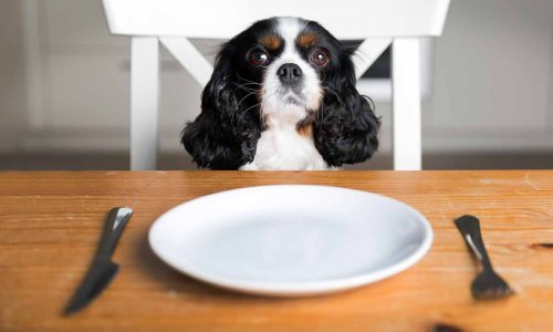 11 dog-friendly places in London to dine with your furry friend