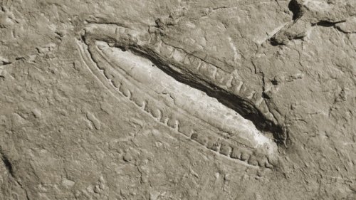 Älteste Mahlzeit der Welt: Das wurde vor vor 550 Millionen Jahren gegessen