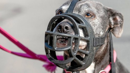 Heftige Debatte nach Hundeangriff in Wolfsburg