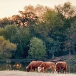Big enjoyment in small packages: Mini cows taking over the pasture